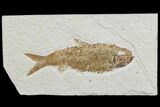 Detailed, Knightia Fossil Fish - Wyoming #78308-1